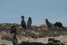 Cormorants - Generic Scottish Sea Birds